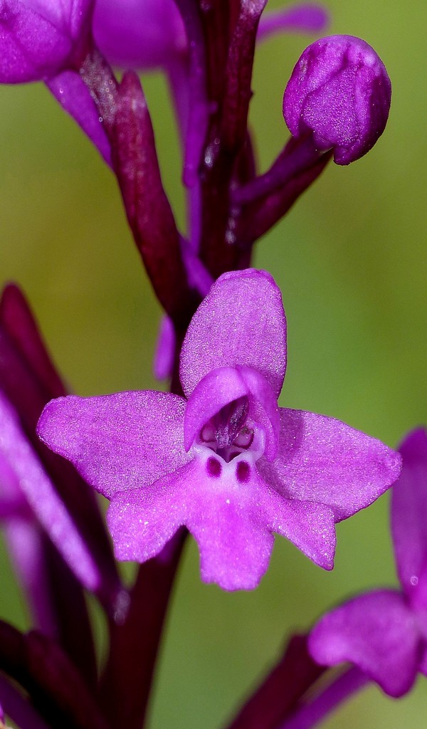 O.pauciflora, O.provincialis, O.quadripunctata, O.xcolemanii, 4 belle Orchis.